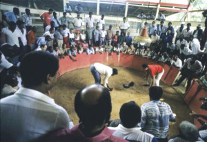 Cockfighting, Guadeloupe