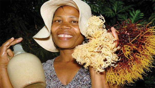 Sea moss Produder