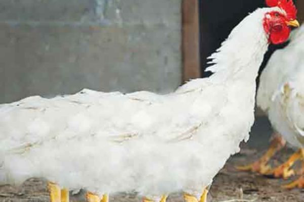 Image: Eight-Legged Chicken