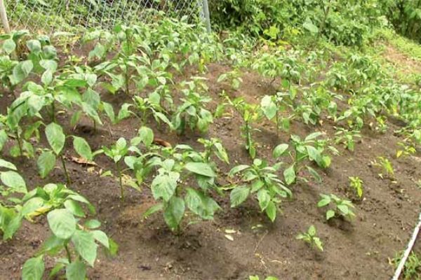 Bell peppers under cultivation at Morne Fortune on a half acre farm of Fimbar Evans
