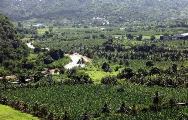 Image: Banana plantations in the early years