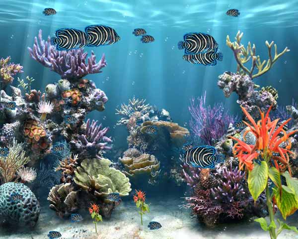 Coral-Reefs