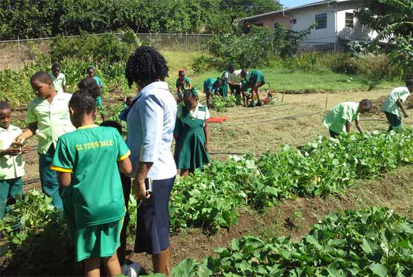 Image: Students of Gros Islet Primary School tending to their garden.