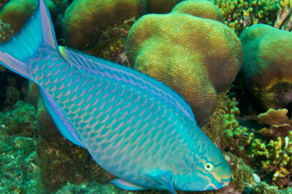 Image of a Parrotfish