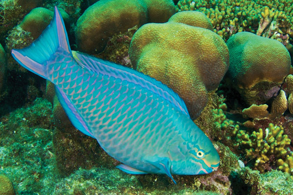 queen-parrotfish