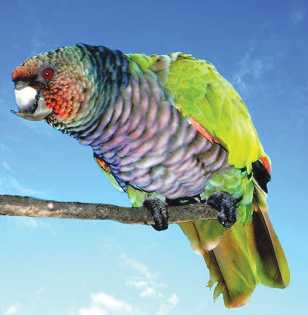 national-bird-of-dominica