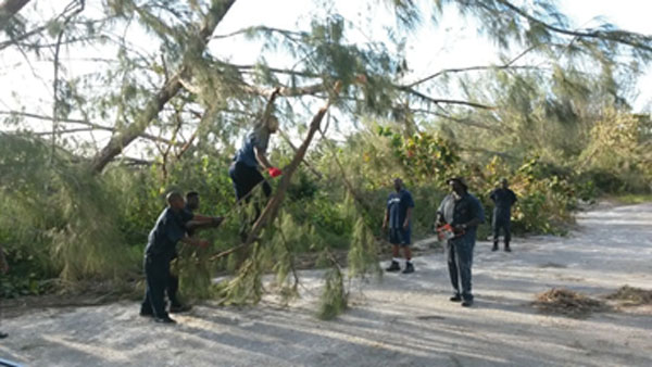 img: Workers removing branches from fallen tree in Andros