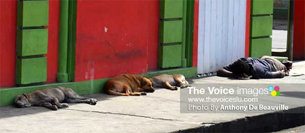 Image: Man and his best friends at peace. (PHOTO: Anthony De Beauville