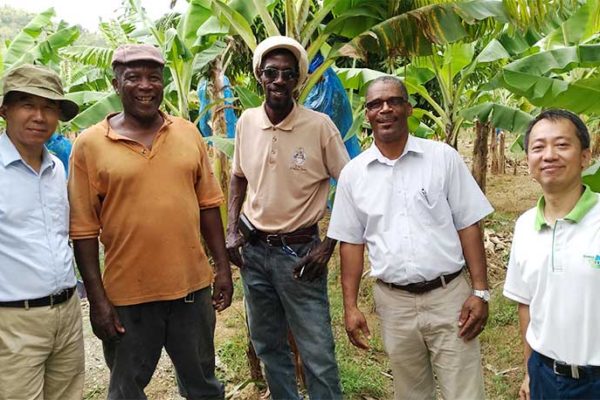 Image: Taiwan Banana expert Dr.Chih-Ping Chao (left) and the leader of Taiwan technical mission in Saint Lucia Mr. Vincent Yang (right) together with local farmers.