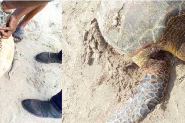 Image: Lacerations to the hind and front flippers of female hawksbill turtle.