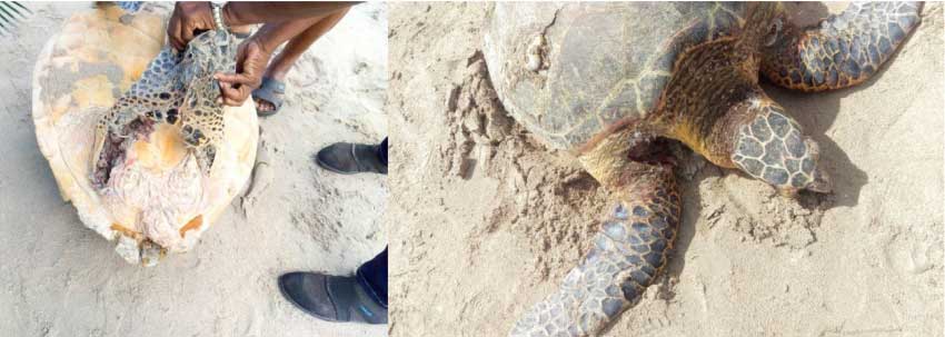 Image: Lacerations to the hind and front flippers of female hawksbill turtle.