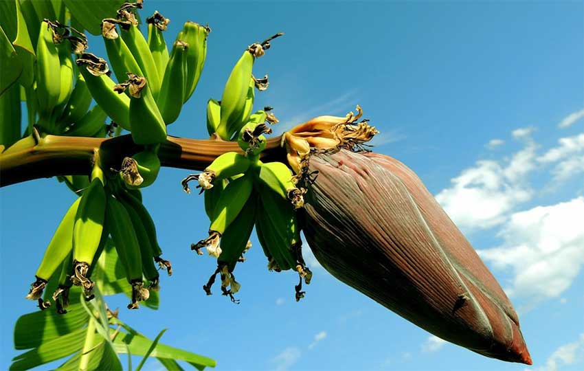 Image: OECS’ plant protection initiatives have been recognised.