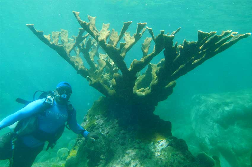 Image of Large Elkhorn Coral