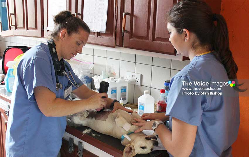 Image of volunteers prepping one of the dogs for surgery last Saturday. [PHOTO: Stan Bishop]