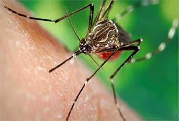 Image of Aedes Aegypti mosquito