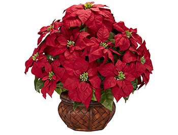 Image of Poinsettias