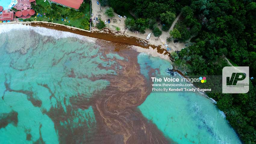 Image of Sargassum on Reduit Beach shoreline