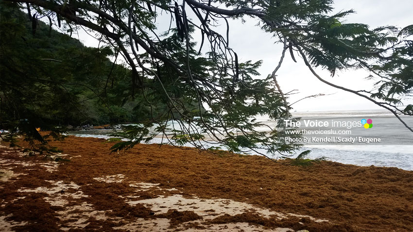 Image of Sargassum on Reduit Beach shoreline