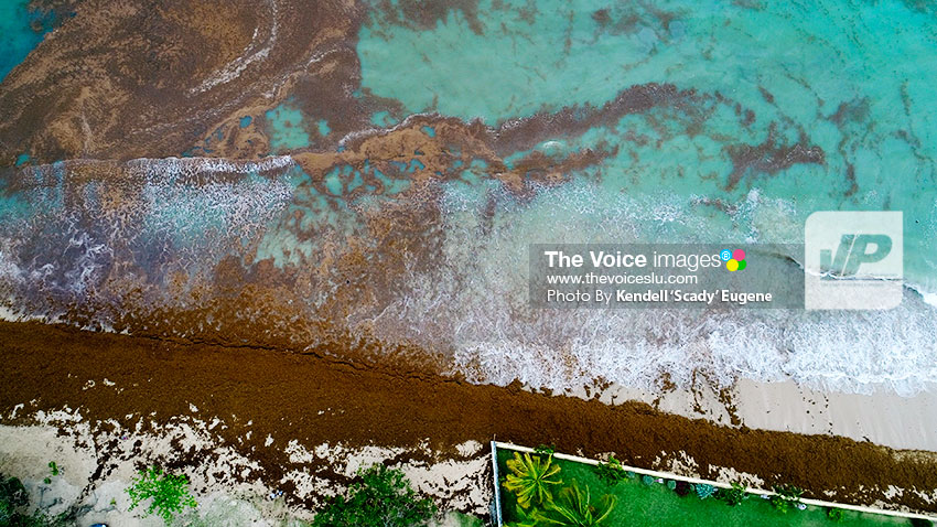 Image of Sargassum on Reduit Beach shoreline