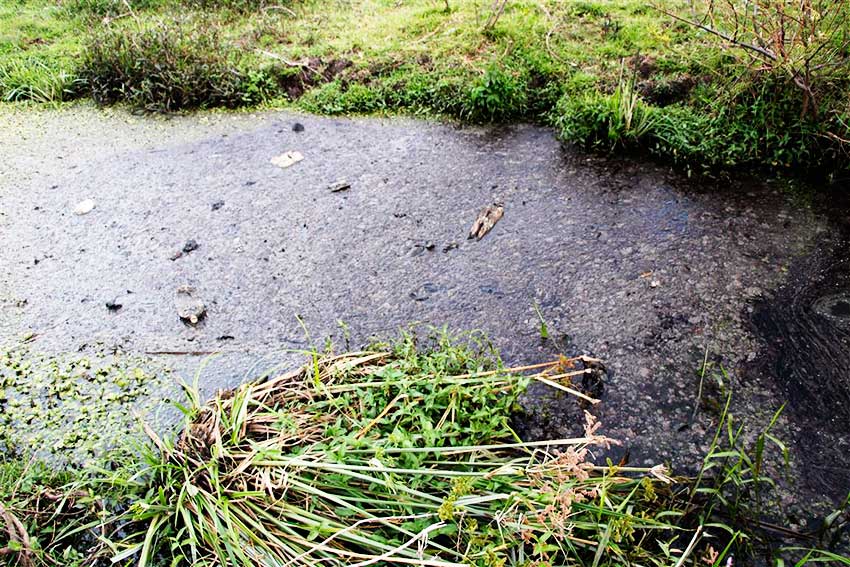 Image of the black substance on the surface of the water