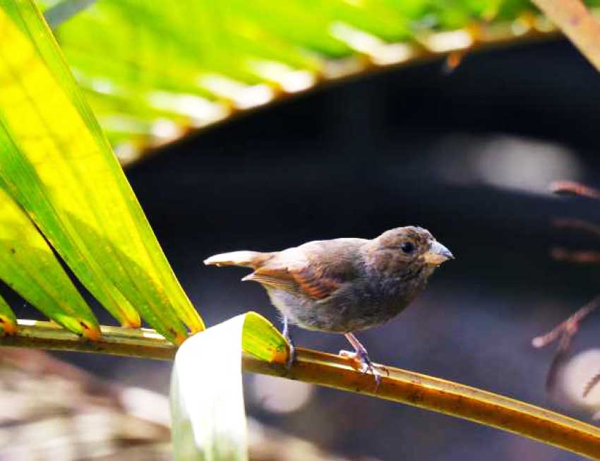 Image: St. Lucia is exceptionally rich in animals and plants. The island is home to more than 2,000 native species, of which nearly 200 species occur nowhere else. Credit: Desmond Brown/IPS