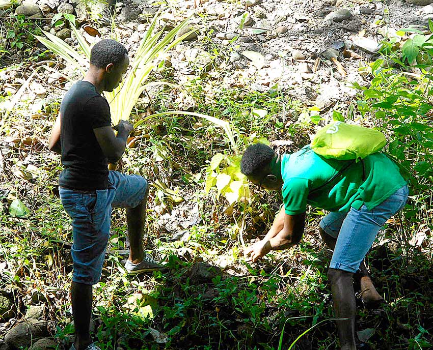 Image: Members of the ‘Atlas’ group planting trees to protect the Choiseul riverbed