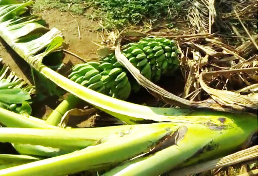 Image of a fallen banana tree