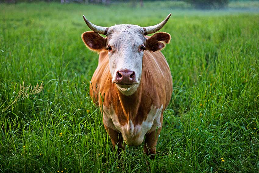 Image of a cow