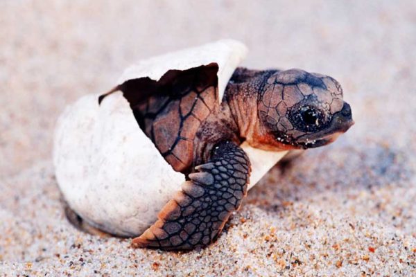 Image: Turtle Nesting has become a popular Caribbean past time, not only for visitors but more so for the region’s people, to better understand the interrelationship between humans and nature.