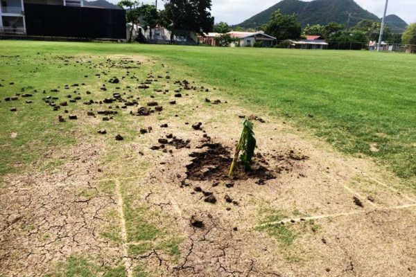Image of a banana tree planted on the cricket pitch