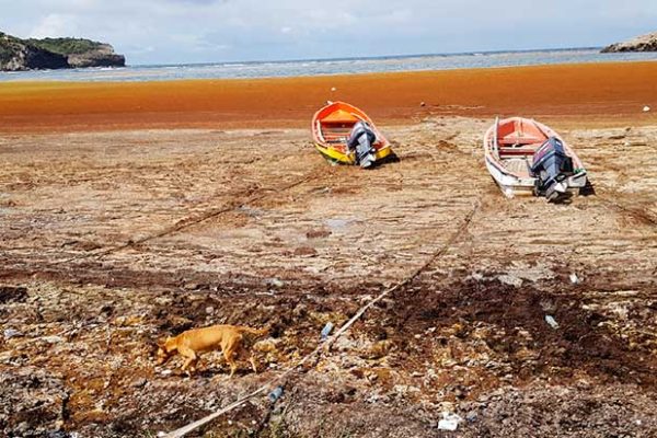 Image: The golden sandy beaches of yesterday and yesteryear are now covered in Sargassum seaweed, making it impossible for many to today enjoy pastimes they grew-up with.