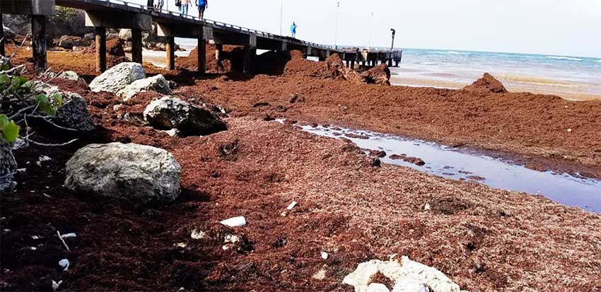 Image: Consett Bay, on the east coast of Barbados, also experienced major Sargassum inundation during 2018.