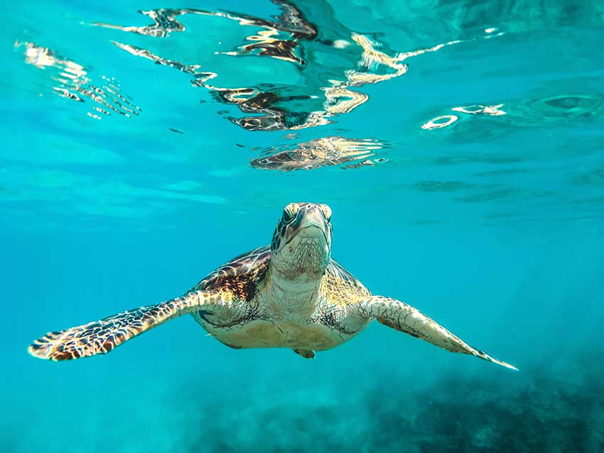 Image of sea turtle