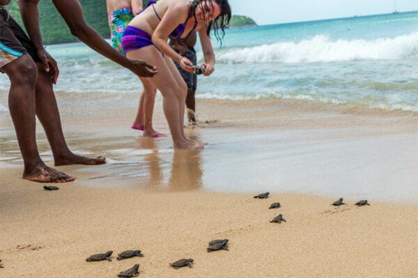 Image of Baby sea turtles on their way to the ocean at Reduit Beach near Bay Gardens in St Lucia.