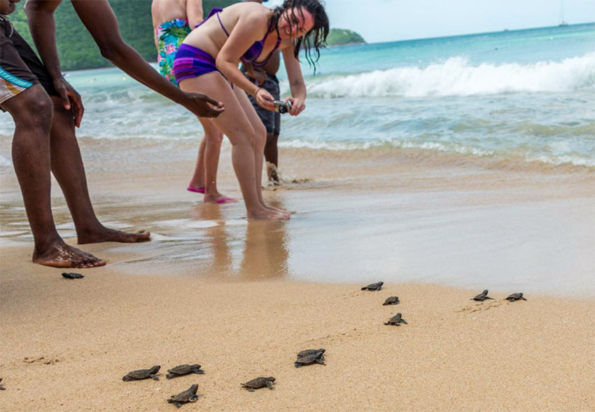 Image of Baby sea turtles on their way to the ocean at Reduit Beach near Bay Gardens in St Lucia. 