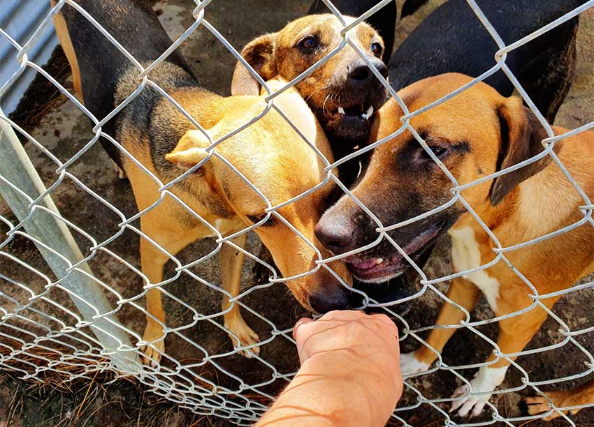 Image: Animals need love too.