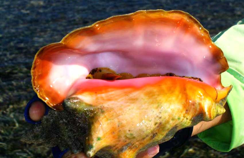 Image: The Queen Conch has been listed by CITES as a species for which trade must be controlled to avoid extinction.
