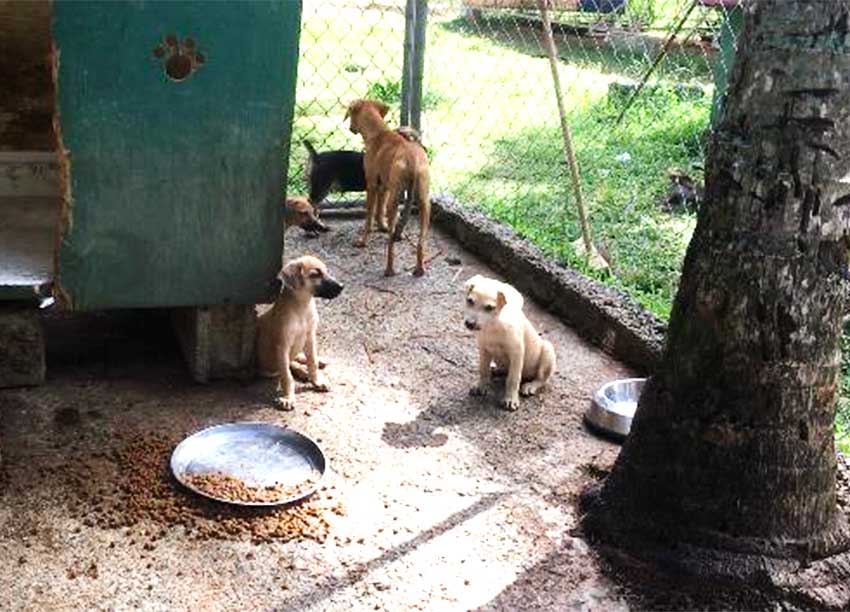 Image: SLAPS cares for sick, injured and otherwise vulnerable animals. 