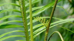 Image of spiky rattan plant. 