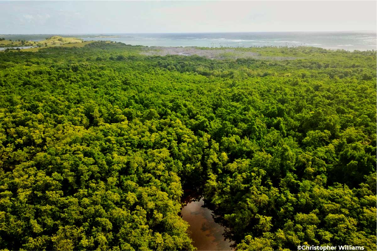 Aerial photo of the mangrove - Credited to Christopher Williams.