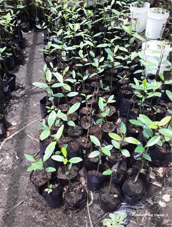 Mangrove nursery 2 9 - Credited to Vincent Jeg Clarke.