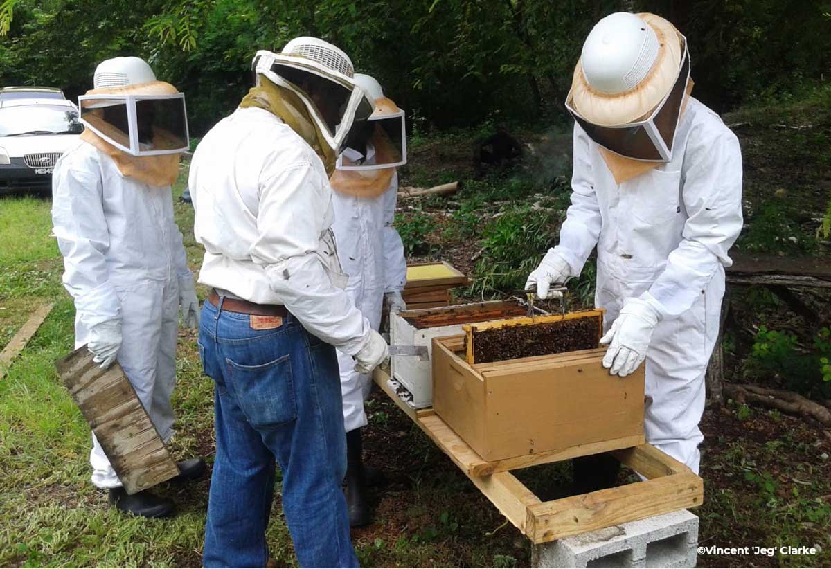 Beekeeping - Credited to Vincent Clarke.