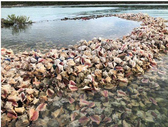 Saving the Caribbean Queen Conch.