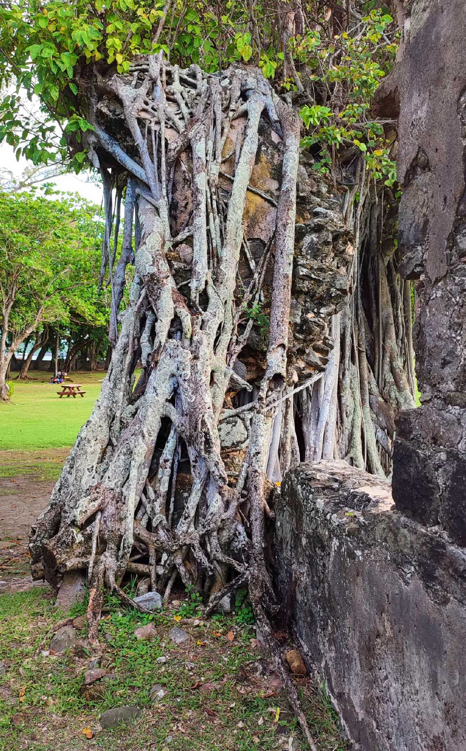 Tree damaging historic structure.