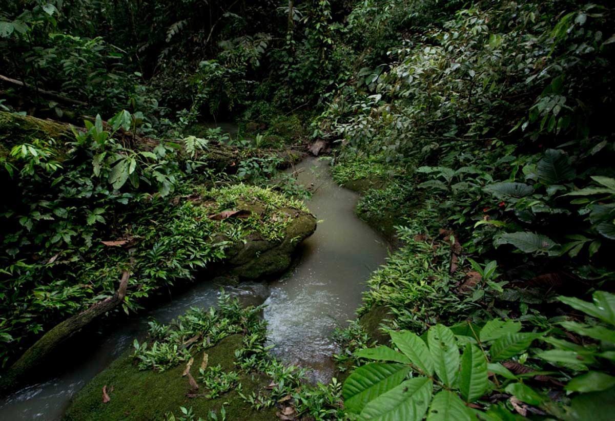 The Amazon Rain Forest