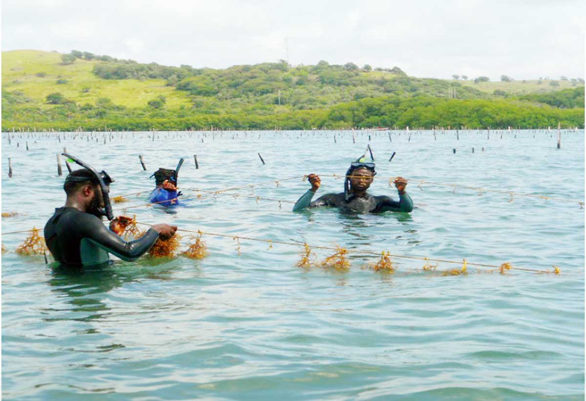 Seamoss harvesting