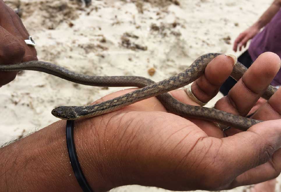 St. Lucia Racer on Maria Island credit Saphira Hunt