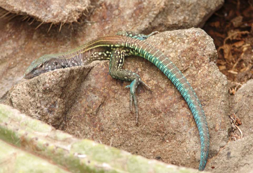 Saint Lucia Whiptail Male