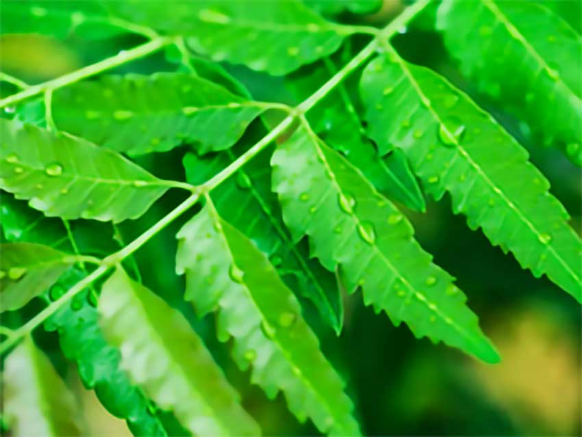 Neem Leaves