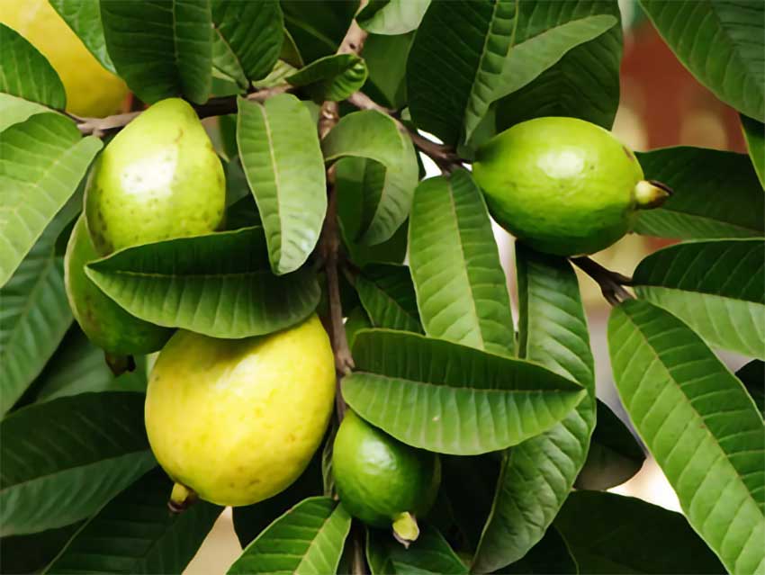 Small guavas and leaves